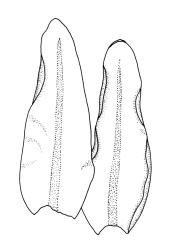 Leratia obtusifolia, stem leaves.
 Image: R.C. Wagstaff © All rights reserved. Redrawn with permission from Lewinsky (1990). 